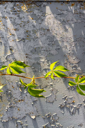 A lonely branch of young leaves of grapes against the background of a ragged iron wall.の写真素材