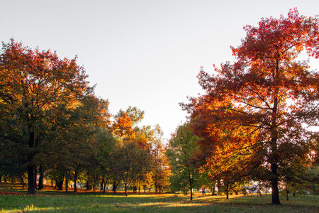 Autumn nature in the park. Bright park with sunbeams through the branches of trees.