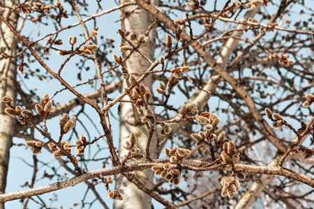 Willow branches on a tree. Early spring in Europe. Easter concept. beautiful texture background.の写真素材