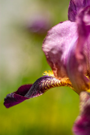 Purple iris background. Iris germanica with wavy edges. Texture of petals with selective focus.