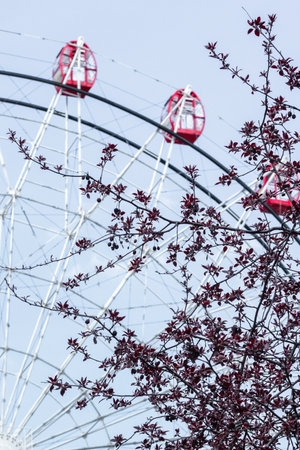 Focus on the branch with red leaves. Ferris wheel close-up out of focus behind the branches against the blue sky. Place for text.Entertainment all year round. weekend leisure. vertical frame.の写真素材