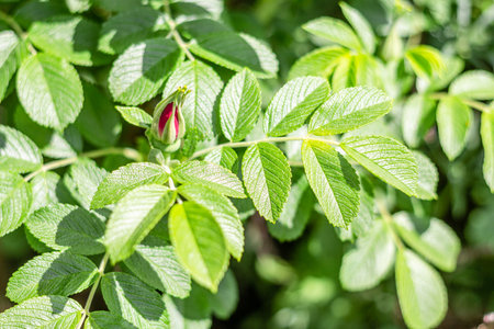 Dog rose Rosa canina unopened bud on the branches. Beautiful wild shrub, green leaves. horizontal frame. selective focus. Place for text. banner or postcard.の写真素材