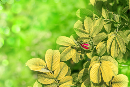 Dog rose Rosa canina pink bud on branches, beautiful wild flowering shrub, green leaves. horizontal frame. selective focus. Place for text. banner or postcard.の写真素材
