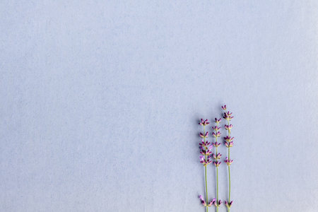 Natural lavender flowers on lilac texture paper with space for text on the left. Floral background with selective focus.の写真素材