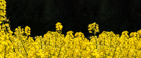 Flowering rapeseed field on a black background. Blooming canola flowers close up.の写真素材