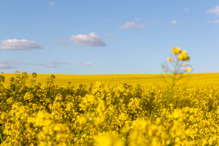 Field of yellow flowers with blue sky and white clouds. Landscape of a field of yellow rape or canola flowers grown for the rapeseed oil crop. The concept of individuality.の写真素材