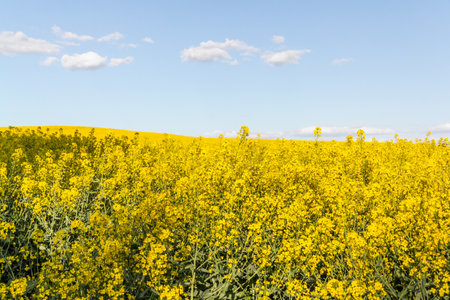 Field of yellow flowers with blue sky and white clouds. Landscape of a field of yellow rape or canola flowers grown for the rapeseed oil crop.の写真素材