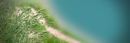 Tall grass in a summer meadow. Natural landscape with lush vegetation. Beautiful banner with place...