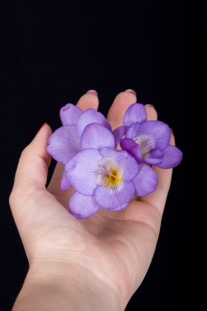 Freesia flower in beautiful hands on a black backgroundの写真素材