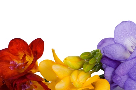 Beautiful freesia different colors isolated on white backgroundの写真素材