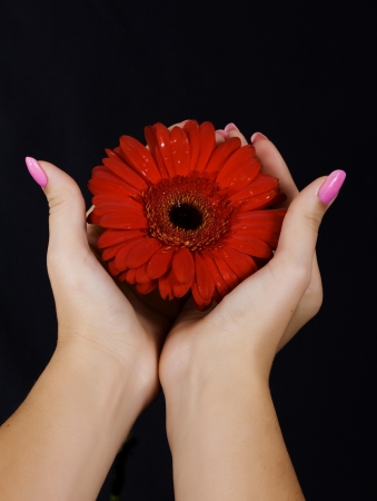 Open female hands keeping a daisy flower as concept for giving lifeの写真素材