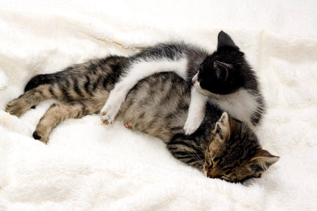 Two small gray kitten sleeping
