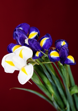 Bouquet of flowers iris purple and white on a red backgroundの写真素材