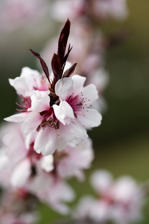 Close up of rosy flowers in the earliest springtimeの写真素材