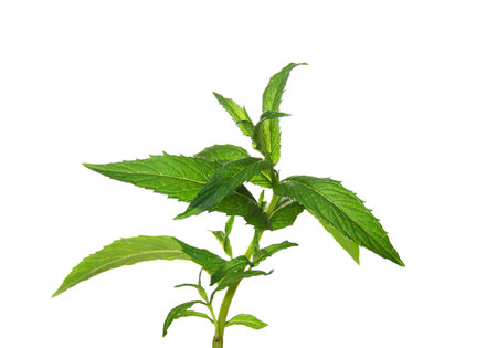 Fresh mint isolatet on white backround