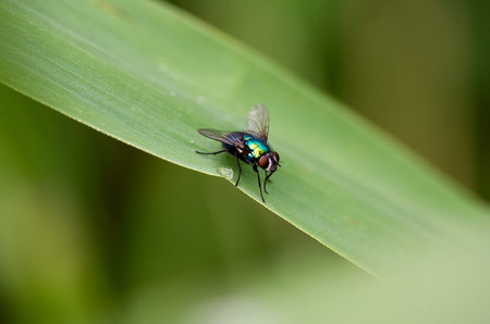 A Fly that is drinking water from a leaf.