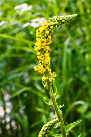 Yellow wildflowers in full bloom during fall.
