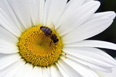 Honey Bee sitting on the yellow center of a common white daisy.の写真素材