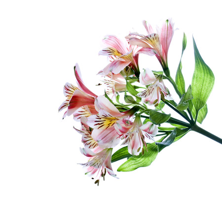 Bouquet of alstroemeria, isolated over white.の写真素材