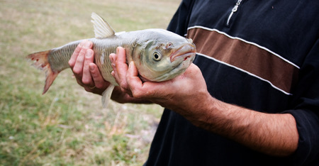Grass carp fish in the hands of the fisherman after captureの写真素材