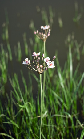 Flowering rush is growing in lakesの写真素材