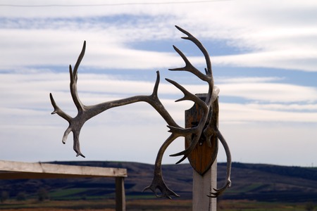 hunting trophy, deer horns hanging on a white wall, in an arch recess.の写真素材