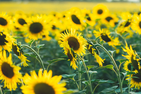A landscape of beautiful sunflowers, filling the entire frameの写真素材