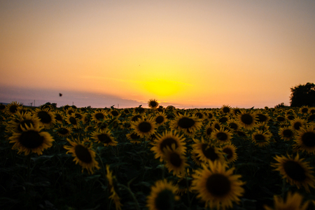 Beautiful sunset on the field with sunflowersの写真素材