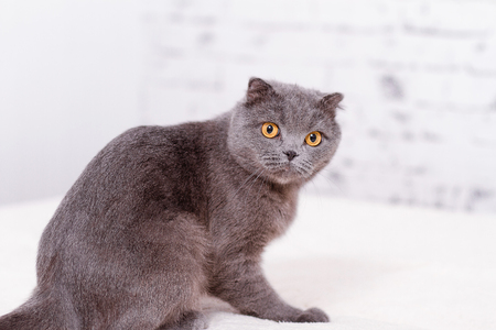 Portrait grey cat breed of Scottish Fold lop-eared.の写真素材