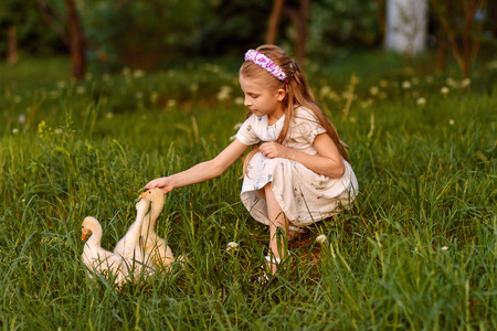 Little girl playing with goose on grassの写真素材