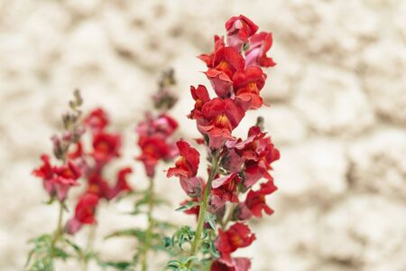 Closeup Spring purple wild flower in fieldの写真素材