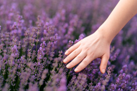 Beautiful woman admires a bouquet of lavender in a sunset, lavender field