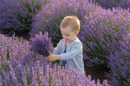 Emotional boy plays in the lavender field at sunsetの写真素材