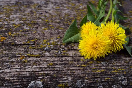 yellow dandelions on a wooden boardの写真素材