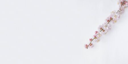 a branch of a flowering apricot on a light backgroundの写真素材