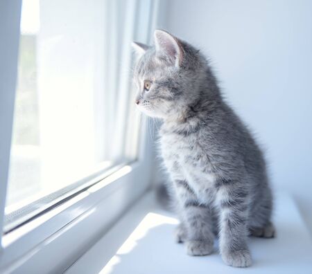 A small gray kitten of the British breed looks out the windowの写真素材