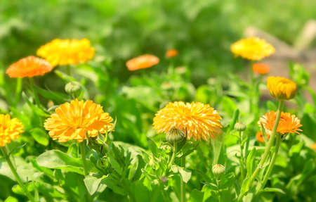 Bright, yellow flowers marigolds in a flower bedの写真素材