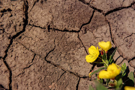 Dry, cracked earth and yellow flowerの写真素材