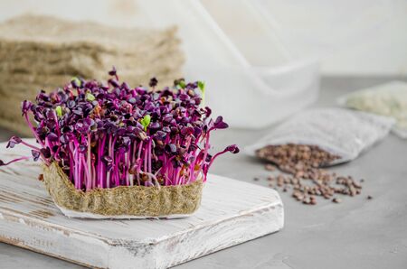 Micro greens of radish on a wooden board with radish seeds, plastic containers and linen mats. Growing micro greens at home. Horizontal orientation, copy spaceの写真素材