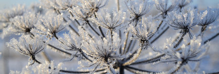 Beautiful gentle winter landscape. frozen grass on natural snowy background. winter season, cold frosty weather. new year and christmas holiday concept. copy spaceの写真素材