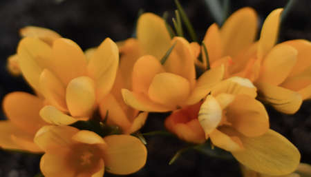 spring awakening in idyllic nature, yellow crocuses in a meadow on a blurry dark background, the concept of a spring background with space to copyの写真素材