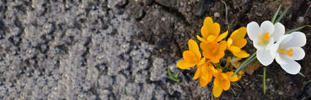 A wide floral panorama, white and yellow crocuses grow in the spring garden. Easter card. selective focus.の写真素材