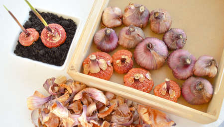Close up view of planting gladiolus bulbs of soul in flowerの写真素材