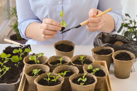 Close-up of the hands of a woman who transplants petunia seedlings with a scoop. Spring work on planting flower seedlings in pots for the garden and home decor.の写真素材