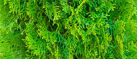 Thuja green background, coniferous trees, texture of the wood color green leaves. copyspace. wide banner.の写真素材