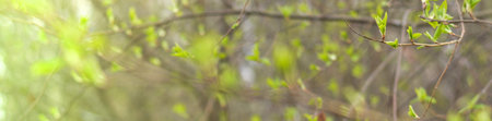 Wide panorama of spring forest with tree branches and young leaves on a blurred background on a...