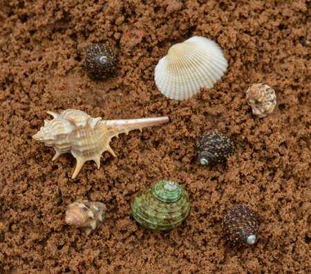 Sea shells on sand. summer beach background. top viewの写真素材