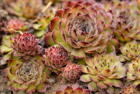 Beatiful echeveria is a stone rose, a plant of the succulent genus and the Tolstyankov family. nature background. selective focus.の写真素材