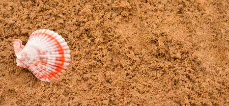 A seashell lies on wet sand on the beach, a wide banner, a natural background, a concept of a summer vacation. selective focusの写真素材