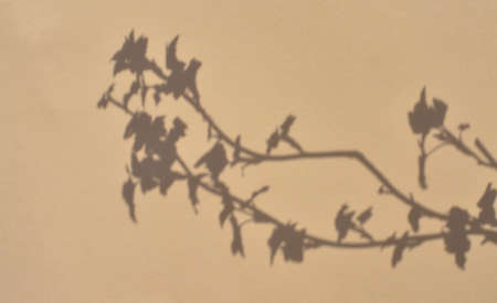 Natural flower shadows are blurred on light beige pastel color wall at home at sunrise. Cosmetic organic with minimal concept.の写真素材